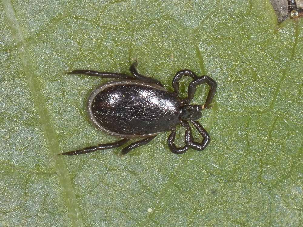 Ixodes cfr. ricinus, maschio